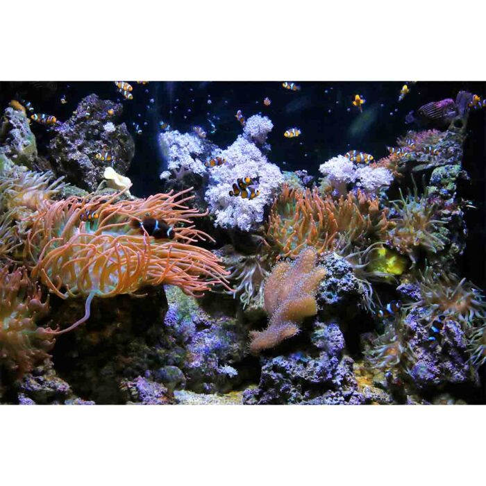 Underwater Life Aquarium will make a perfect background for any fresh or salt water tank or aquarium as well as dry terrariums.