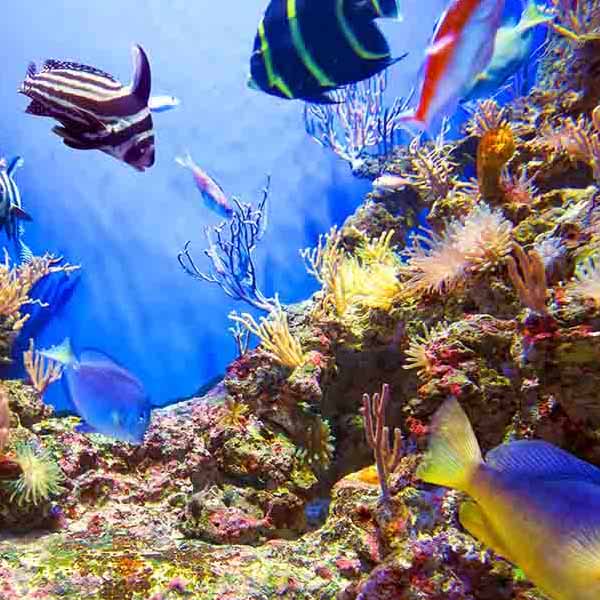 Underwater Life Seascape will make a perfect background for any fresh or salt water tank or aquarium as well as dry terrariums.