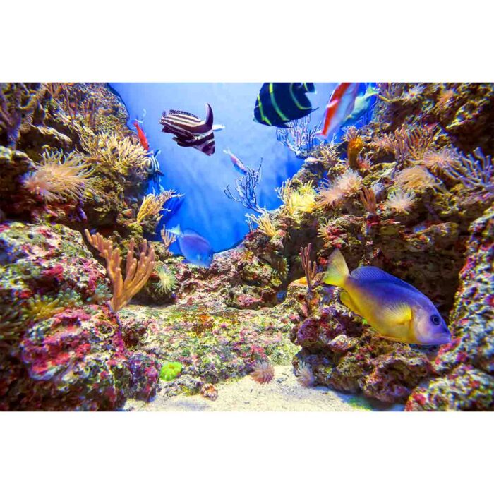 Underwater Life Seascape will make a perfect background for any fresh or salt water tank or aquarium as well as dry terrariums.