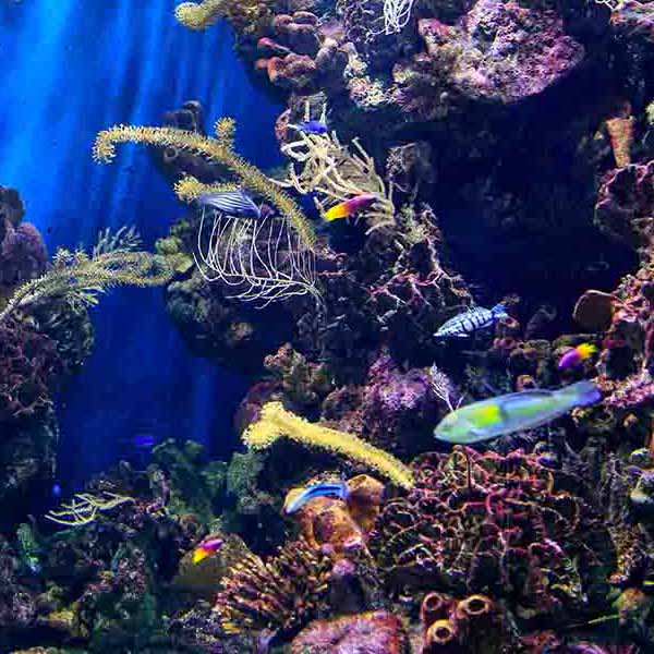 Underwater Marine Life will make a perfect background for any fresh or salt water tank or aquarium as well as dry terrariums.