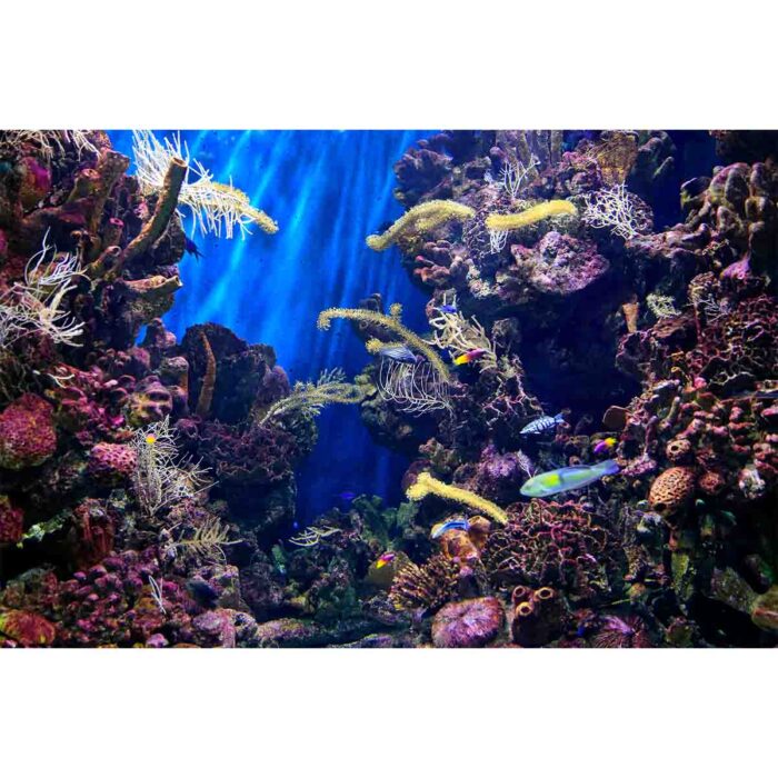 Underwater Marine Life will make a perfect background for any fresh or salt water tank or aquarium as well as dry terrariums.