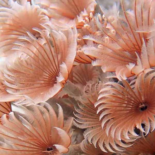 Underwater Sea Plants will make a perfect background for any fresh or salt water tank or aquarium as well as dry terrariums.