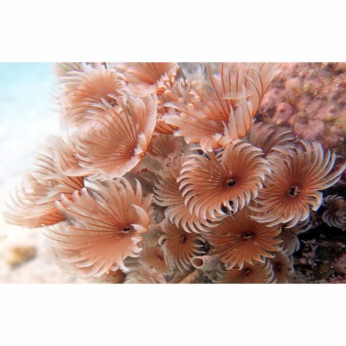 Underwater Sea Plants will make a perfect background for any fresh or salt water tank or aquarium as well as dry terrariums.