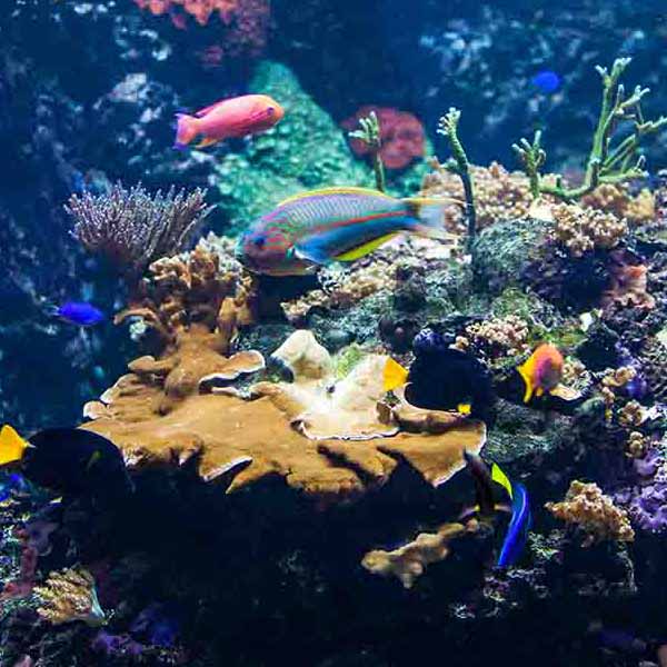 Vibrant Coral Fish X will make a perfect background for any fresh or salt water tank or aquarium as well as dry terrariums.