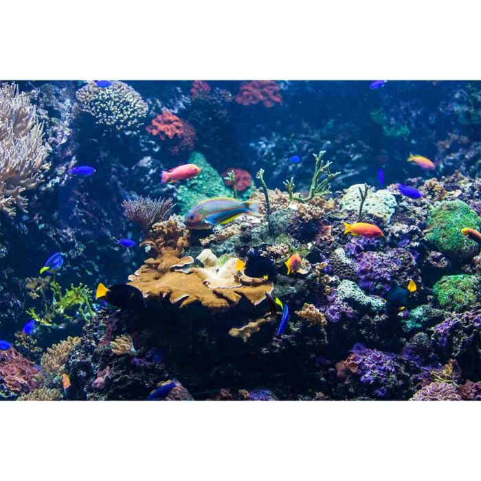 Vibrant Coral Fish X will make a perfect background for any fresh or salt water tank or aquarium as well as dry terrariums.