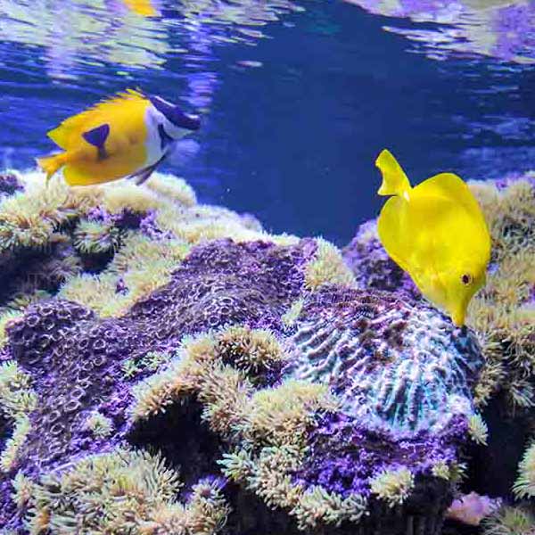 Vibrant Coral Fish XI will make a perfect background for any fresh or salt water tank or aquarium as well as dry terrariums.