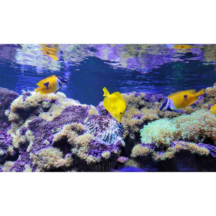 Vibrant Coral Fish XI will make a perfect background for any fresh or salt water tank or aquarium as well as dry terrariums.