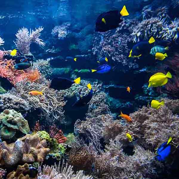 Vibrant Coral Fish V will make a perfect background for any fresh or salt water tank or aquarium as well as dry terrariums.