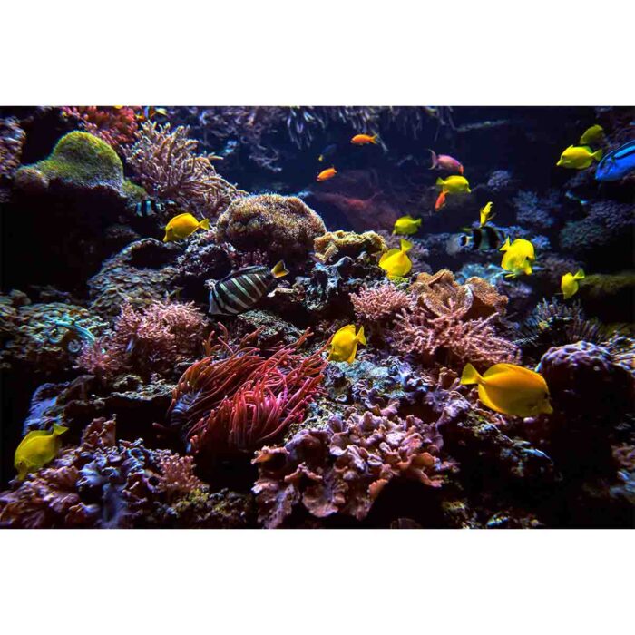 Vibrant Coral Fish VII will make a perfect background for any fresh or salt water tank or aquarium as well as dry terrariums.