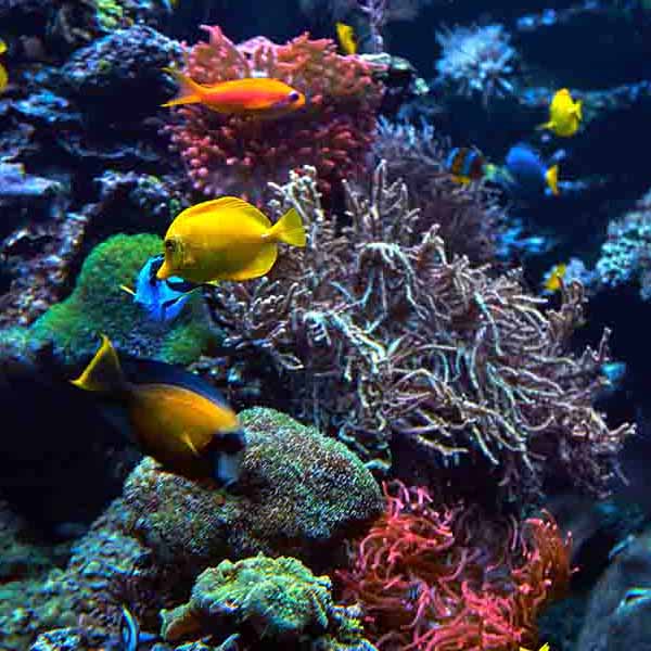 Vibrant Coral Fish VIII will make a perfect background for any fresh or salt water tank or aquarium as well as dry terrariums.