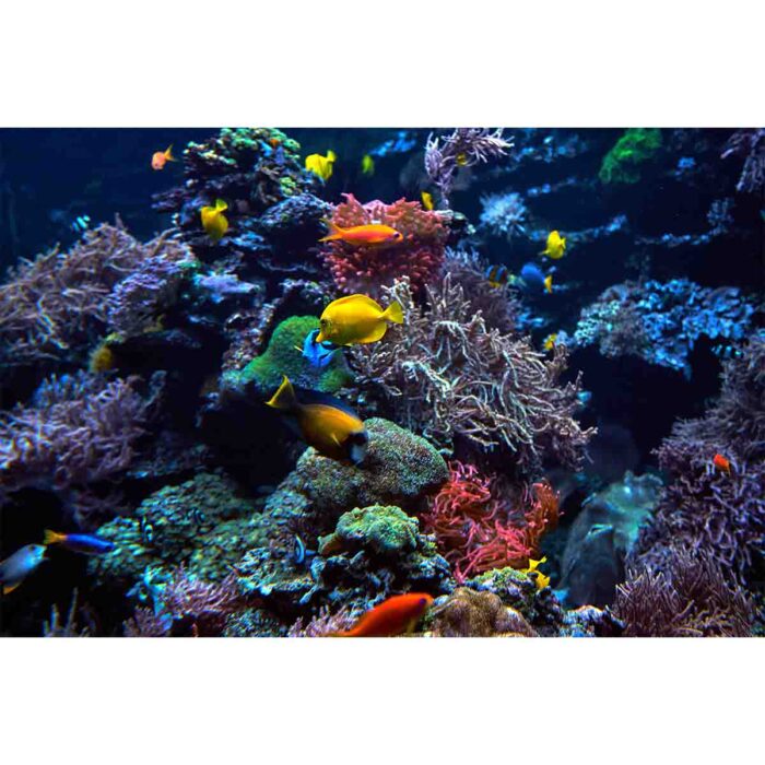 Vibrant Coral Fish VIII will make a perfect background for any fresh or salt water tank or aquarium as well as dry terrariums.