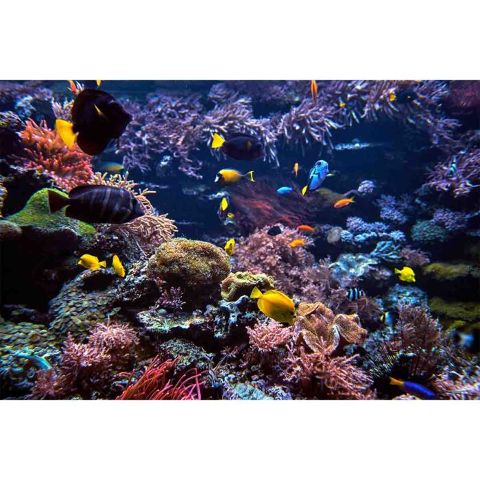 Vibrant Coral Fish IX will make a perfect background for any fresh or salt water tank or aquarium as well as dry terrariums.