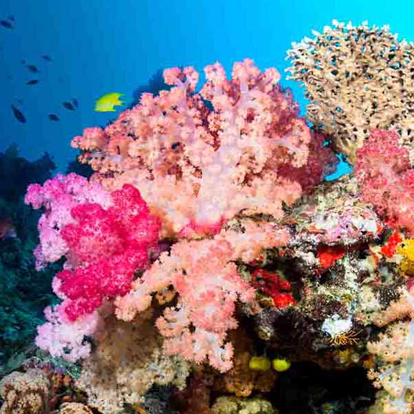 Vibrant Coral Reef will make a perfect background for any fresh or salt water tank or aquarium as well as dry terrariums.