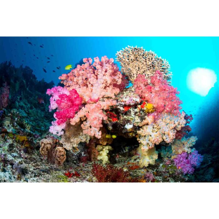 Vibrant Coral Reef will make a perfect background for any fresh or salt water tank or aquarium as well as dry terrariums.