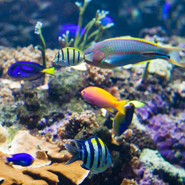 Vibrant Fish Coral will make a perfect background for any fresh or salt water tank or aquarium as well as dry terrariums.