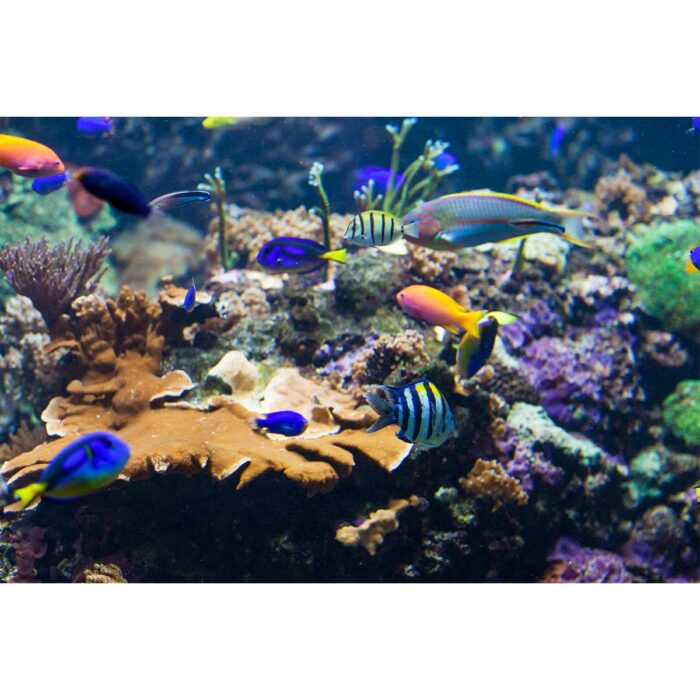 Vibrant Fish Coral will make a perfect background for any fresh or salt water tank or aquarium as well as dry terrariums.