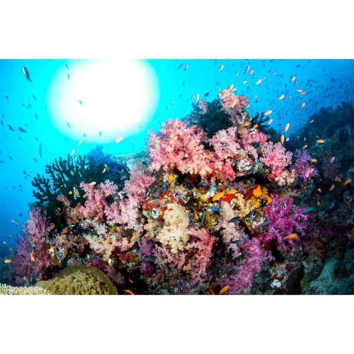 Vibrant Underwater Reef will make a perfect background for any fresh or salt water tank or aquarium as well as dry terrariums.