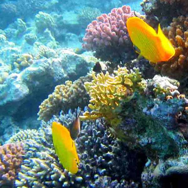 Yellow Fish Coral will make a perfect background for any fresh or salt water tank or aquarium as well as dry terrariums.