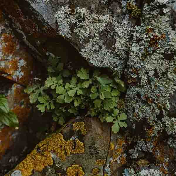 Abstract Stone Moss will make a perfect background for any fresh or salt water tank or aquarium as well as dry terrariums.