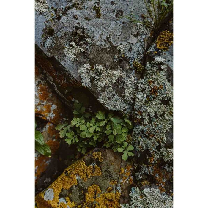 Abstract Stone Moss will make a perfect background for any fresh or salt water tank or aquarium as well as dry terrariums.