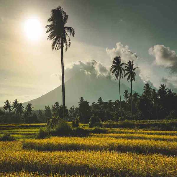 Beautiful Indonesia Volcano will make a perfect background for any fresh or salt water tank or aquarium as well as dry terrariums.