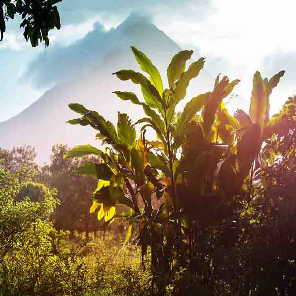 Beautiful Tropical Volcano will make a perfect background for any fresh or salt water tank or aquarium as well as dry terrariums.