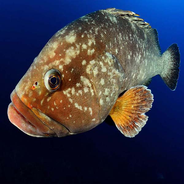 Big Fish Closeup will make a perfect background for any fresh or salt water tank or aquarium as well as dry terrariums.