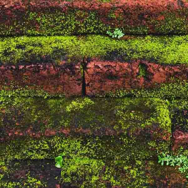 Brick Wall Moss will make a perfect background for any fresh or salt water tank or aquarium as well as dry terrariums.