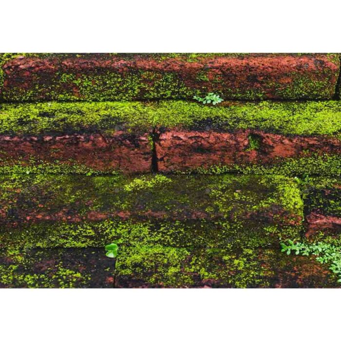 Brick Wall Moss will make a perfect background for any fresh or salt water tank or aquarium as well as dry terrariums.