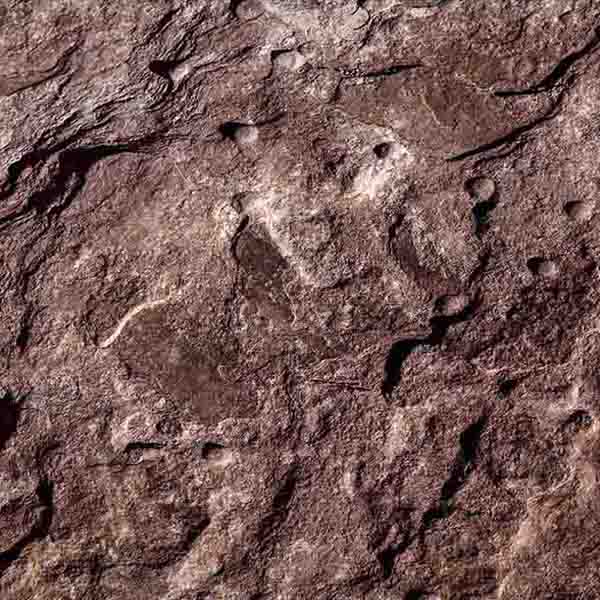 Brown Sandstone Texture will make a perfect background for any fresh or salt water tank or aquarium as well as dry terrariums.