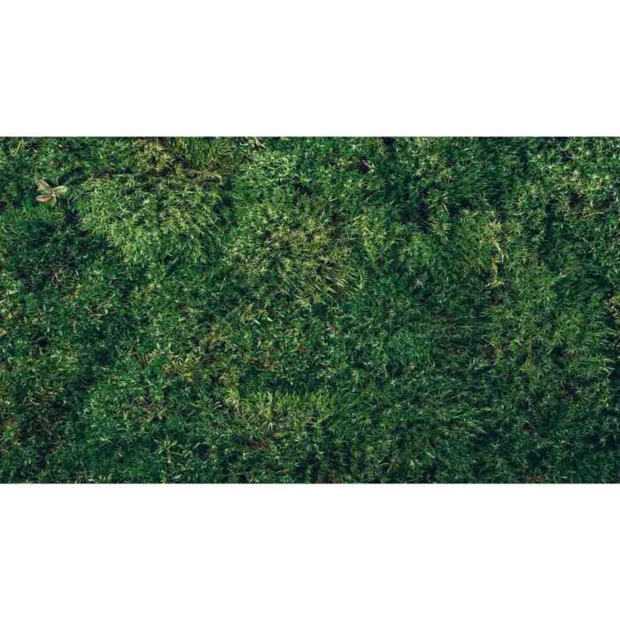 Closeup Green Moss will make a perfect background for any fresh or salt water tank or aquarium as well as dry terrariums.