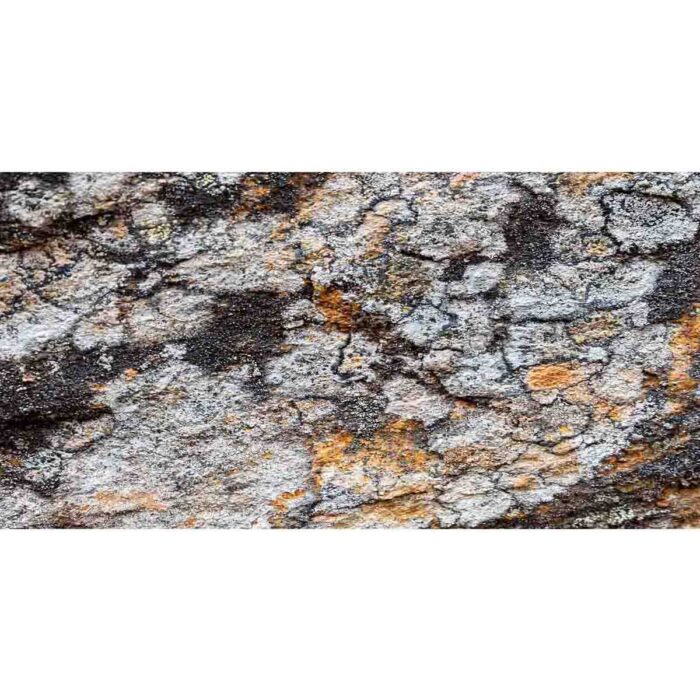 Colorful Lichens Background will make a perfect background for any fresh or salt water tank or aquarium as well as dry terrariums.