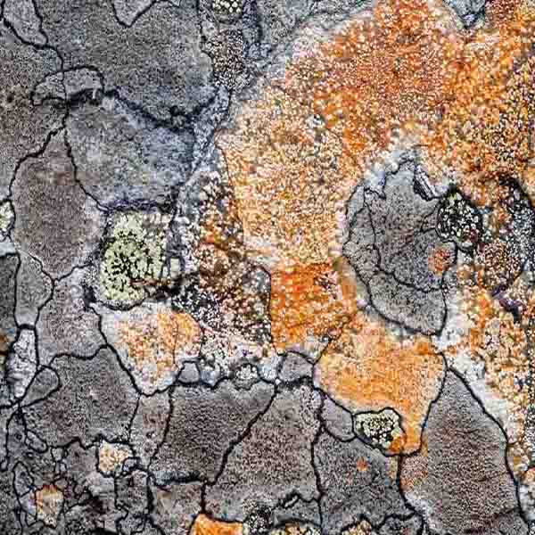 Colorful Lichens Surface will make a perfect background for any fresh or salt water tank or aquarium as well as dry terrariums.