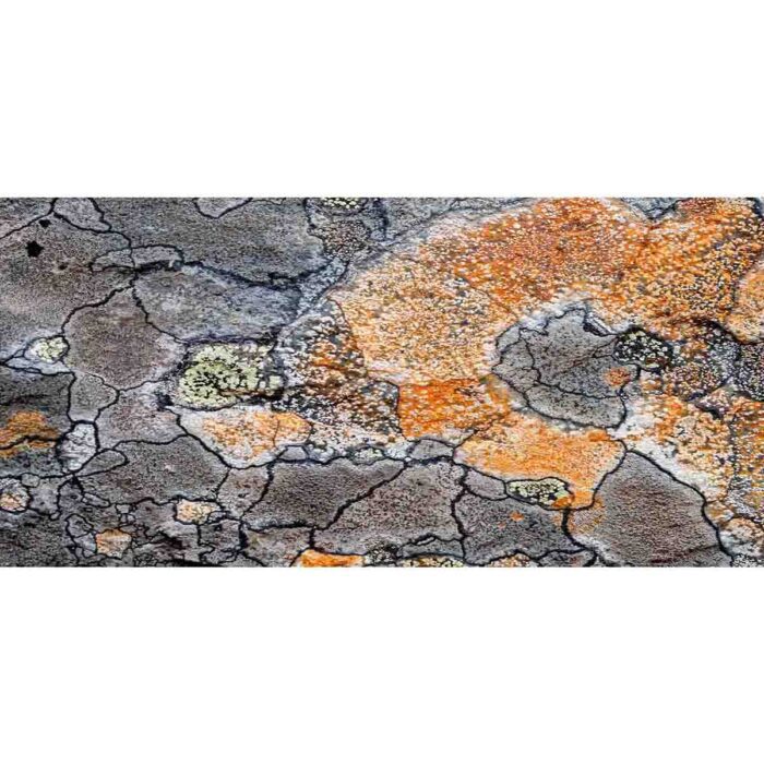 Colorful Lichens Surface will make a perfect background for any fresh or salt water tank or aquarium as well as dry terrariums.