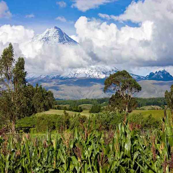 Cotopaxi Volcano View will make a perfect background for any fresh or salt water tank or aquarium as well as dry terrariums.