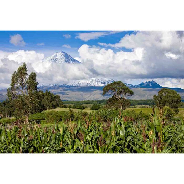 Cotopaxi Volcano View will make a perfect background for any fresh or salt water tank or aquarium as well as dry terrariums.