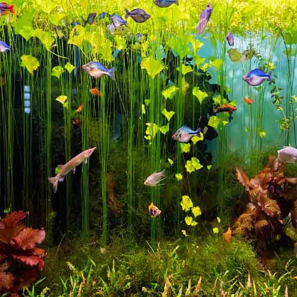 Freshwater Fish Scene will make a perfect background for any fresh or salt water tank or aquarium as well as dry terrariums.