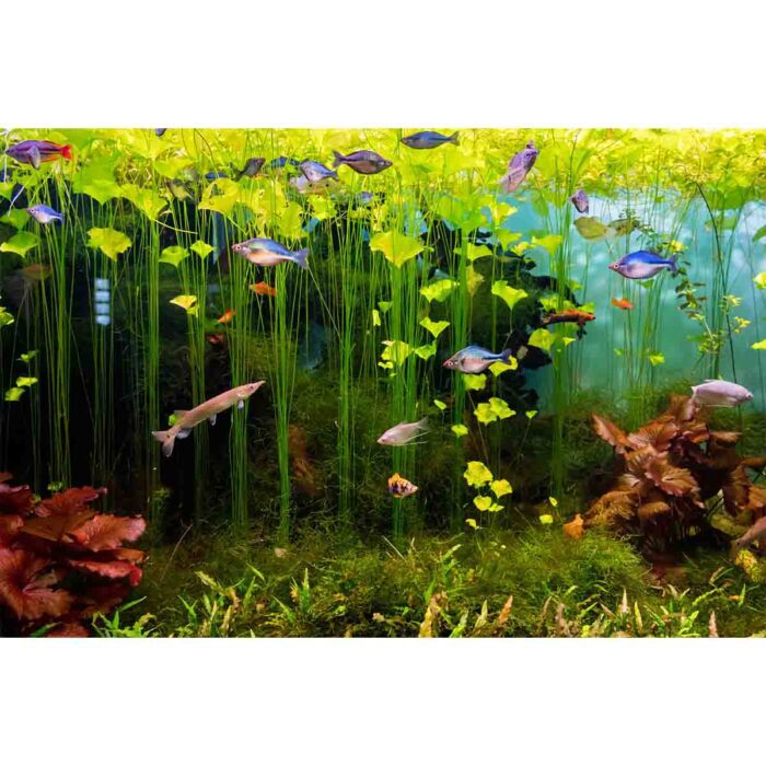 Freshwater Fish Scene will make a perfect background for any fresh or salt water tank or aquarium as well as dry terrariums.