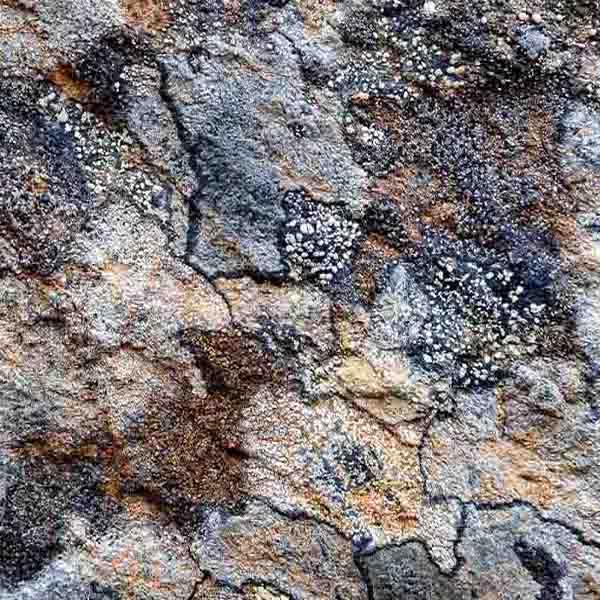 Gray Lichens Background will make a perfect background for any fresh or salt water tank or aquarium as well as dry terrariums.