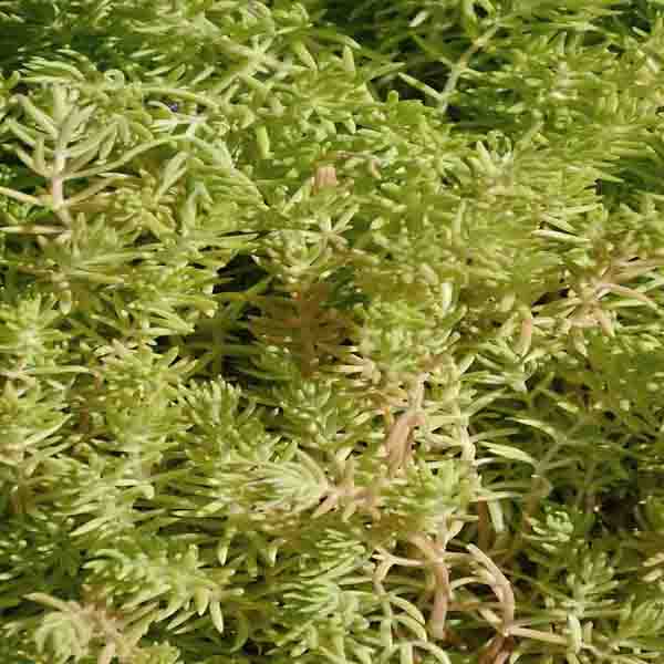 Green Bush Texture will make a perfect background for any fresh or salt water tank or aquarium as well as dry terrariums.