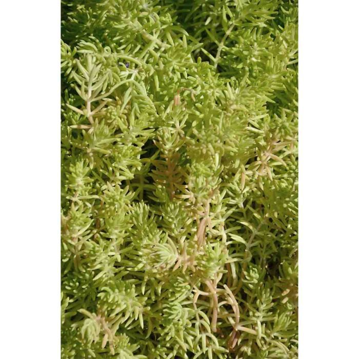 Green Bush Texture will make a perfect background for any fresh or salt water tank or aquarium as well as dry terrariums.