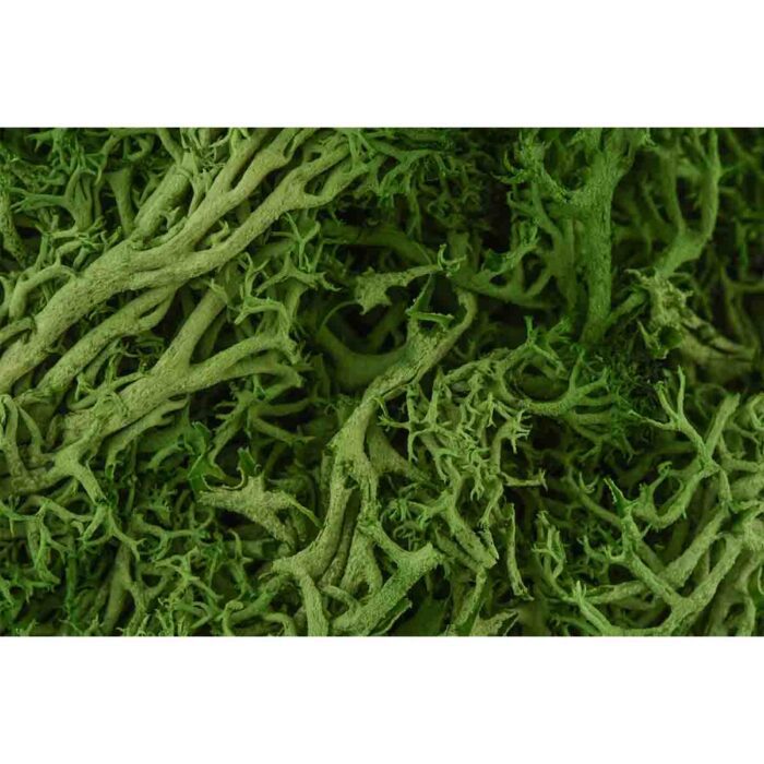 Green Moss Macro will make a perfect background for any fresh or salt water tank or aquarium as well as dry terrariums.