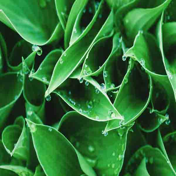 Green Water Leaves will make a perfect background for any fresh or salt water tank or aquarium as well as dry terrariums.