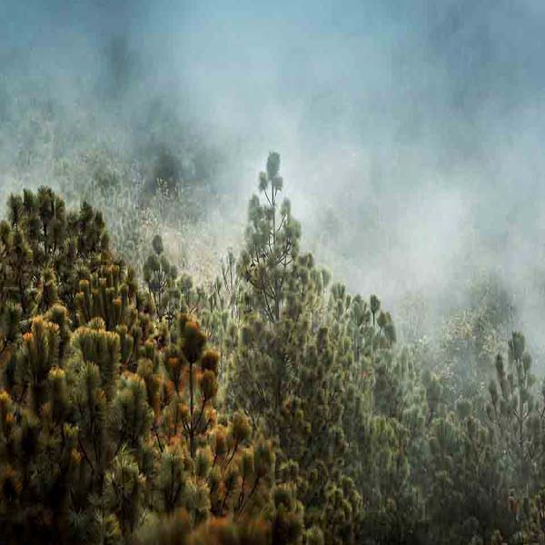 Guatemala Volcano Landscape will make a perfect background for any fresh or salt water tank or aquarium as well as dry terrariums.