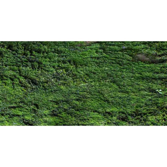 Moss Texture Background will make a perfect background for any fresh or salt water tank or aquarium as well as dry terrariums.