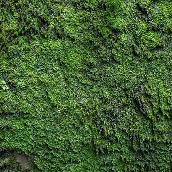 Moss Texture Background II will make a perfect background for any fresh or salt water tank or aquarium as well as dry terrariums.