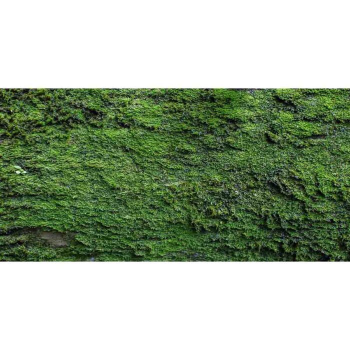 Moss Texture Background II will make a perfect background for any fresh or salt water tank or aquarium as well as dry terrariums.