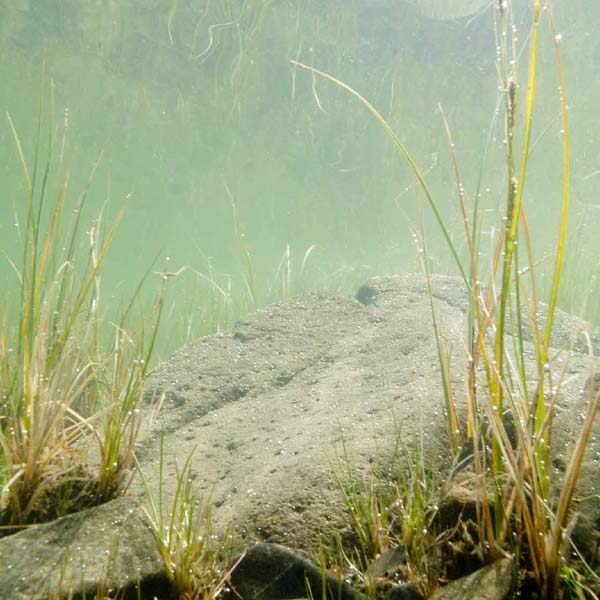 Murky Underwater Plants will make a perfect background for any fresh or salt water tank or aquarium as well as dry terrariums.