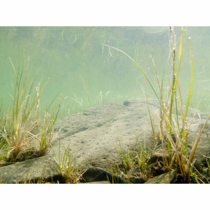 Murky Underwater Plants will make a perfect background for any fresh or salt water tank or aquarium as well as dry terrariums.