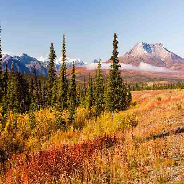 Northern Territory Volcano will make a perfect background for any fresh or salt water tank or aquarium as well as dry terrariums.